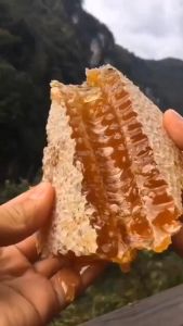 Sarang Madu Honey Comb samaa maju