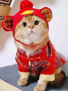 Warm Cotton Jacket for Small Dogs And Cats Festive New Year Toy Costume Blue Cat Silver Gradient Design Pet Clothing