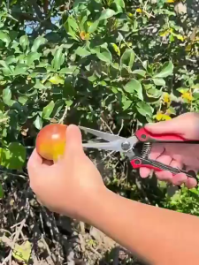 Gunting Dahan Camel Stainless 19cm Lancip & Bengkok Serbaguna untuk Ranting/Bonsai Gunting Seng Holo Tajam Pemotong Kawat