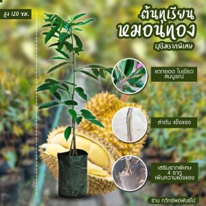 ต้นทุเรียนหมอนทอง(แบบต่อยอด)+(เพิ่มรากอาหารช่วยหากิน4ราก)ขนาด120ซ.ม (ระบบรากไม่ขดนะคับ) ชุด4ต้นใจถูกสุดส่งด่วนต้นพร้อมปลูกทนแดด ระบบรากเยอะ ทำไห้ต้นพันธ์โตเร็ว