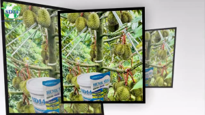 PHÂN BÓN HỮU CƠ SD14. ĐẠM HỮU CƠ SD14. SD14 PHỤC HỒI CÂY TRỒNG