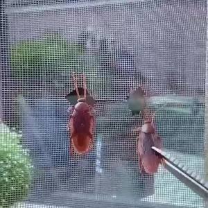 Fix Net Window Home Adhesive Anti Mosquito Fly Bug Insect Repair Screen Wall Patch Stickers Mesh Window Screen Window Net Mesh
