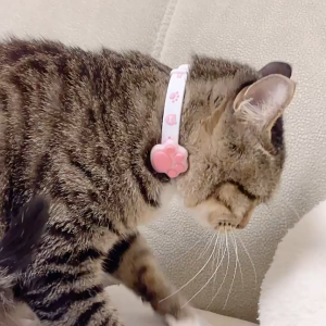 Pet Tag Reflective Cat Collar Adjustable Name ID Necklace Flea Tick Collar for Cat Dogs Pet Adjustable Flea Killer