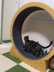 Cat Treadmill Running Wheel Wooden Interactive Anti-depression Pet Tread Exercise Fun  猫咪跑轮