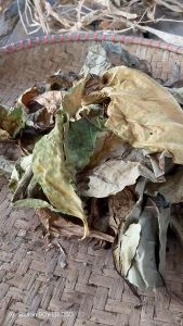 Daun Awar Awar Kering Alami / Natural Dried Nutmeg Leaves