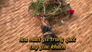 Gốc hoa mười giờ trung quốc kích thước lớn