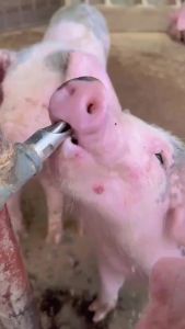 (ขายยกชุด 1 ชุด = 5 ชิ้น) ก๊อกหมู ก๊อกน้ำหมู สแตนเลส เกลียว 1/2" ก๊อก ก๊อกน้ำสุกร ก๊อกหมูกินน้ำ ก็อกหมูดูดน้ำ จุ๊บหมู แข็งแรง ทนทาน(จัดส่งจากกรุงเทพฯ）