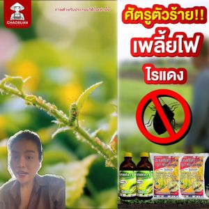 ชุดกำจัดเพลี้ยไฟ ไรแดง พร้อมฟื้นฟูต้น สลับสูตร ป้องกันการดื้อยา + ฟื้นฟูต้น ชุดแก้ปัญหาตรงจุด