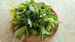 1kg búp ổi tươi hữu cơ