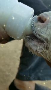 ส่งเร็ว ขวดนมสัตว์เลี้ยง 250ml สำหรับลูกวัวแรกเกิด พร้อมจุกนม ซิลิโคนนูมิน ปลอดภัย