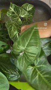 เครื่องมือที่ช่วยเพิ่มปริมาณน้ำ ในการออกแบบกระดูกด้วย พืชน้ำ ไม้เลี้ยงน้ำ พืชปลูกไร้ดิน ต้นไม้น้ำ บำรุงต้นไม้น้ำ