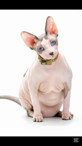 Rich Choice Holistic Lecithin Booster Chew Nutritional Supplement/Super Concentrated Lecithin Extract /Coat Thickening Supplement (Soft Shell Turtle Egg) Dog & Cat 250G/Freeze Dried Chicken 100G