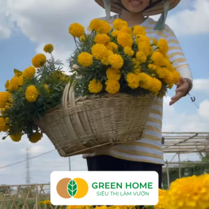 Hạt Giống Hoa Vạn Thọ Cao Nhiều Màu GreenHome Gói 01g~60 hạt Dễ Trồng Quanh Năm Hoa To H20