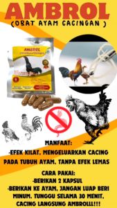 AMBROL SASET 6 KAPSUL - Obat Ayam Cacingan