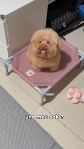 Paw & Dry Shampoo Kering Untuk Kucing Anabul Dan Anjing Grooming Tanpa Bilas 100 ML | REMOV