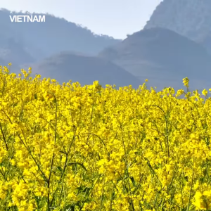Hạt giống cải hoa vàng cải dầu ( 5gram )