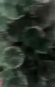 Pohon natal FORENZA salju tebal komplit acc dan lampu