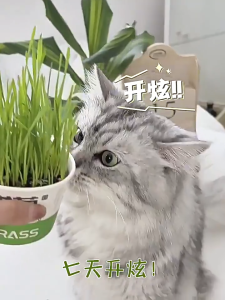 Hydroponic Cat Grass Kit Soilless Wheatgrass Hairball Relief Fast Grow Rumput Kucing 猫草