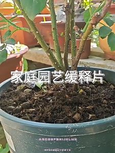 施肥片 花树肥 Baja Bunga Baja Pokok Semua Baja Garden Fertilizer for all Plants Home Gardening Slow Release Fertilizer
