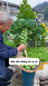 COMBO 2 gói bắp cải tí hon ( 1 gói xanh + 1 gói tím )