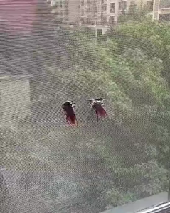 10Roll Anti-mosquito Window Screen Repair Tape Self Adhesive Mesh Door Window Mosquito Net Patch Strong Window Screen Repair Tape Self Adhesive Mesh Tape Net Door Fix Patch Covering Up Holes Tears Anti-Insect Mosquito Mesh