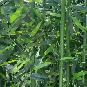 9ไม้ไผ่เทียมมงคล เสริมฮวงจุ้ย | วางประตูร้านดึงดูดลูกค้า | ทนทาน 5 ปี | ต้นไผ่ปลอม bamboo