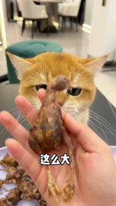 Booster Kucing/Anjing Snek Kucing/Anjing Treat Cat/Dog