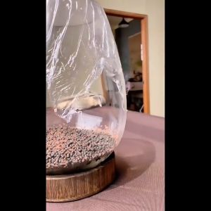 เมล็ด ผักไม้น้ำ ผักพันธุ์ูชนูชี ผักชี เมล็ด ผักไม้น้ำ ต้นไม้ปลูกในน้ำ ของแต่งตู้ปลา