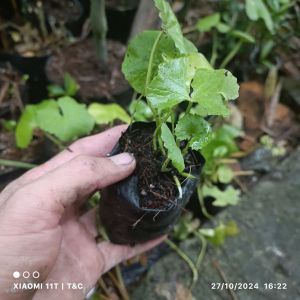 Cây rau má vườn giống