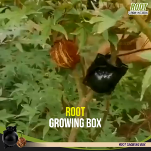 [Buy 1 Take 1] Plant Rooting Device Reusable Plant Box High Pressure Propagation