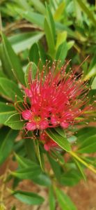 รักแรกพบสีชมพู​  ขนาดต้นสูง70​ซมขึ้นไป