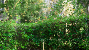 หัวพ่น ทองเหลือง น้ำ สปริงเกอร์ ใบบัว ตัวและหัวจุกทองเหลือง 360 เกลียวนอก 4 หุน ปรับได้