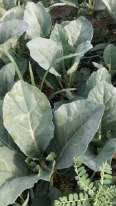 เมล็ดพันธุ์ คะน้าทาร์ซาน (ซองรีเทล)