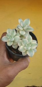 ต้นไม้อวบน้ำ กุหลาบหิน กรัปโทเวเรีย ปารากวัยเอนเซ เบอร์นาเลนเซ่ ด่าง Graptoveria Paragua #succulent