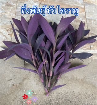 รูปจากผู้ขายบน Lazada: กิ่งพันธุ์ “หัวใจราหู” 30 กิ่ง ตั้งราคา ฿69 ขายแล้ว 210 ชิ้น