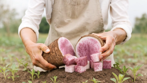 Ube Purple Yam Standardized Extract Powder (200g) | Taro