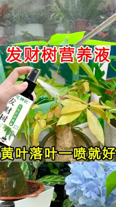100ML 发财树专用肥 Pachira Aquatica Plant Fertilizer Fortune Tree Nutrient Solution Spray Fertilizer 黄叶急救