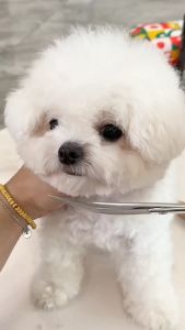 8 IN 1 Pet Grooming Scissors Kit Professional Stainless Steel Dog Grooming Scissors Pet Hair Cutting Barber Tool Set