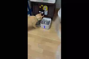 น้ําพุแมวไร้สาย อัตโนมัติ แบตเตอรี่ 6500mAh + ฟิลเตอร์ 10 ชิ้น ระบบเซนเซอร์ น้ําพุแมวไร้สาย เครื่องกรองน้ํา สําหรับสัตว์เลี้ยง สุนัข และแมว