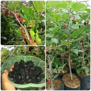 bibit murbei murbery jumbo cangkok di jamin cepat berbuah
