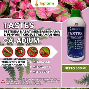 Obat Semprot Lidah Mertua / Obat Tanaman Hias Keladi / Obat Tanaman Keladi / Obat Penyubur Bunga Keladi / Obat Khusus Tanaman Caladium / Obat Tanaman Hias Caladium