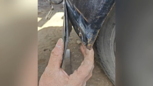 🚚ส่งจากไทย🚚50-500Pcs ใช้งานได้หลากหลาย สายรัดเคเบิลไนลอนแบบสากล หัวเข็มขัดไนลอน ล็อคตัวเอง สายรัดไนลอนหนาทนทาน ใหม่ ที่ยึดสายเคเบิล ที่เก็บเนคไท ซ่อมรถรายวัน