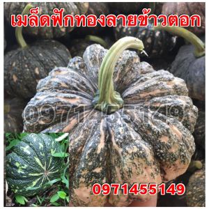 เมล็ดฟักทองลายข้าวตอก