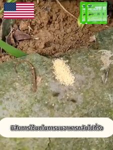 นําเข้าจากสหรัฐอเมริกา ยากำจัดมด ติดเชื้อตาย 100% กำจัดมด ยกรัง 1 ตัวติดเชื้อเสียชีวิตในรังทั้งหมด ยาฆ่ามด กําจัดมดในระยะ 1000 เมตร ได้ผลนาน 10 ปี ผงกำจัดมด ant killer