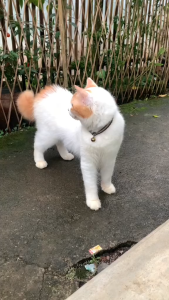 Cassiel Pet Sabun Anti KutuAnti Jamur dan Anti Rontok Solusi 3-in1 untuk Anjing dan Kucing 100g