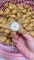 1kg Củ nùng khách mua về tự nấu. 