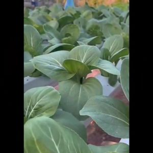 CHIATAI ดอกไม้ เจียไต๋ H025#แอสเตอร์horstสวีต ดรีม ดรีม หรือว่า ดอกไม้ซอง ผักซอง เมล็ดพันธุ์ เมล็ดพันธุ์ผัก เมล็ดพันธุ์ดอกไม้ ดอกไม้เจียไต๋