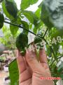 พริกปีศาจ บรรจุ 25-30เมล็ดพริกเผ็ดที่สุดในโลก พริกผิวย่น(ปีศาจ)บุตโจโลเกีย (bhut jolokia) เมล็ดพันธุ์. 