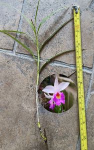 Arundina Graminifolia Bamboo Orchid