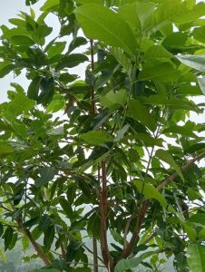 Lá Vối Nếp TươiTrà Lá Vối